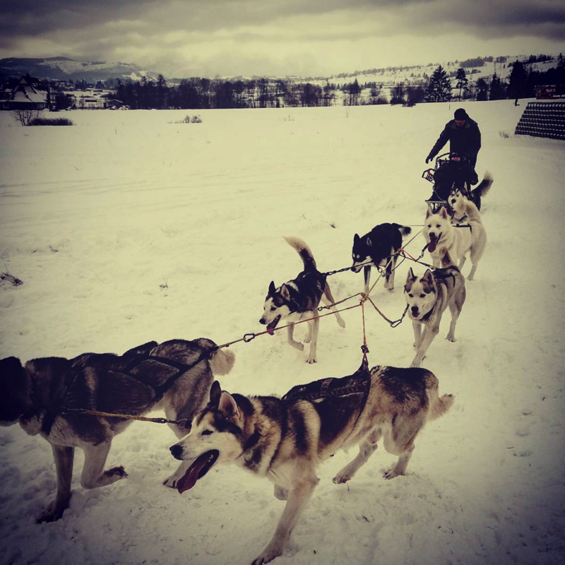 Husky Sledding- Winter Activities in Zakopane